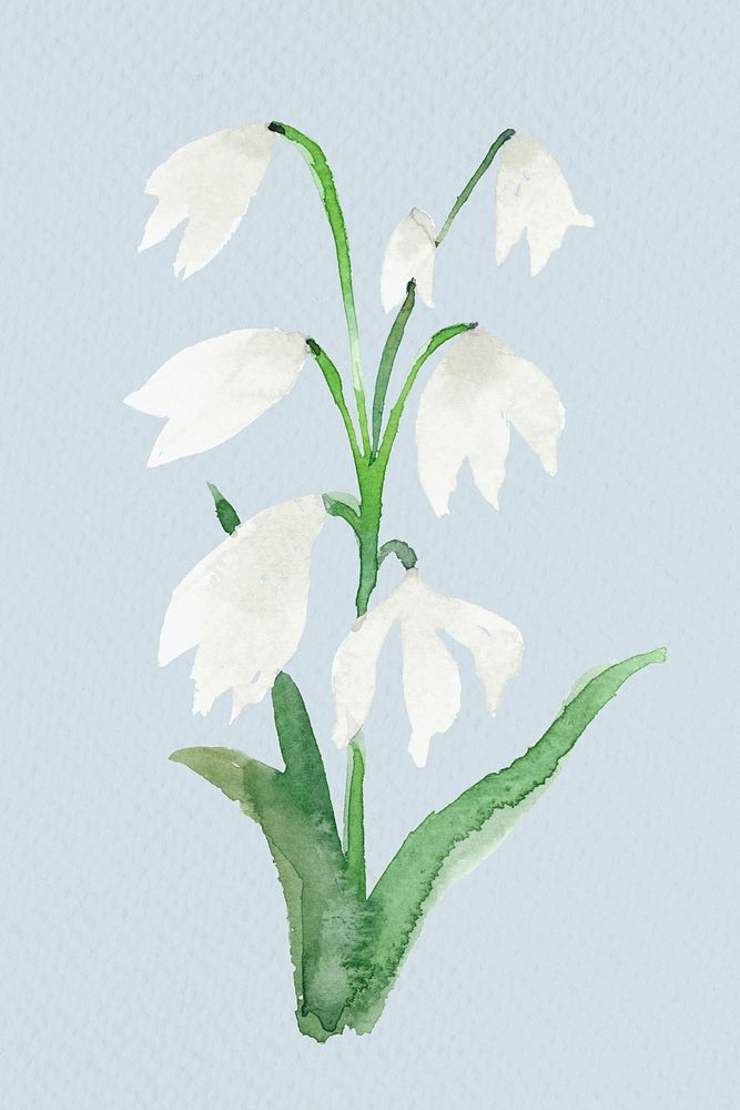 White early scilla flower psd watercolor winter seasonal graphic