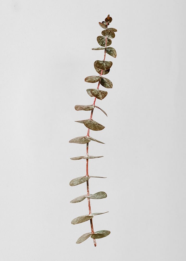 Botanical sticker, eucalyptus branch, psd design element