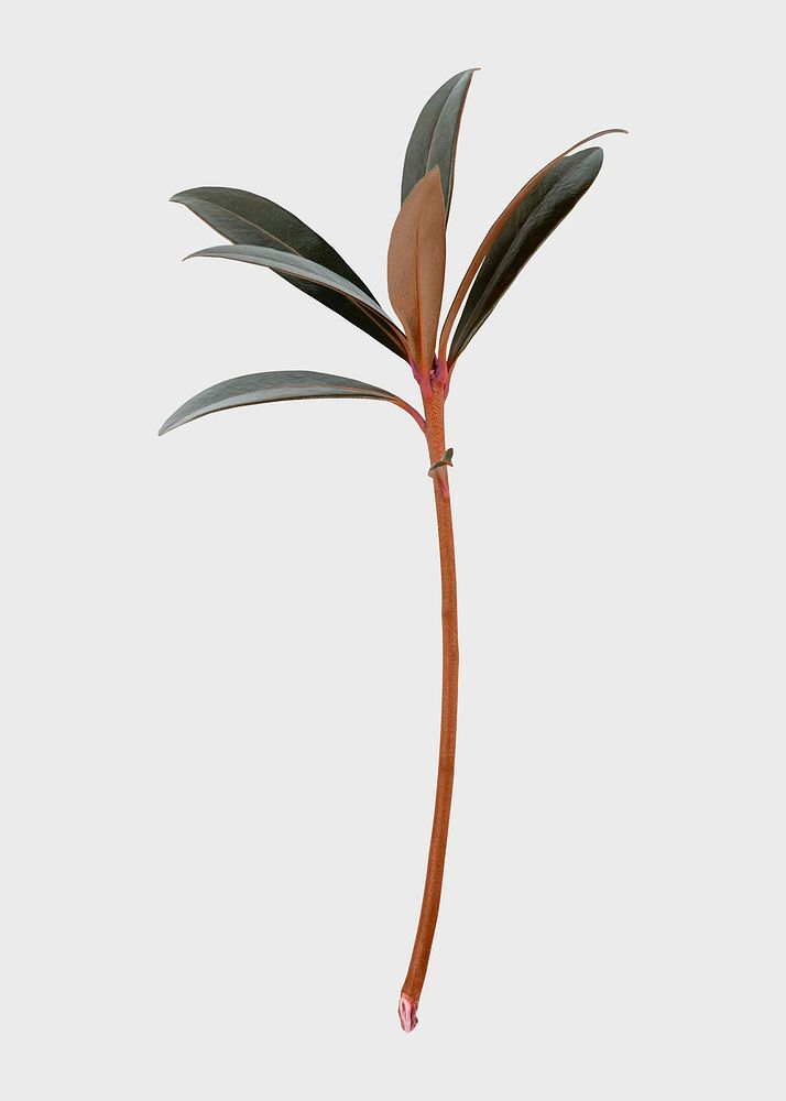 Botanical sticker, magnolia leaves, psd design element