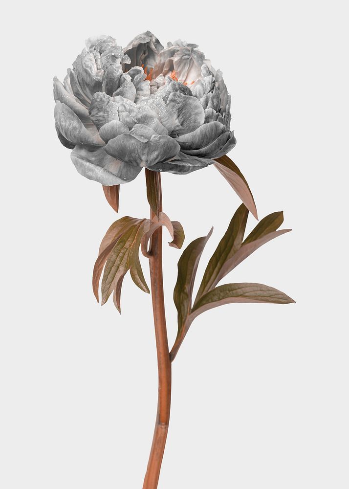 Peony flower collage element, floral psd sticker