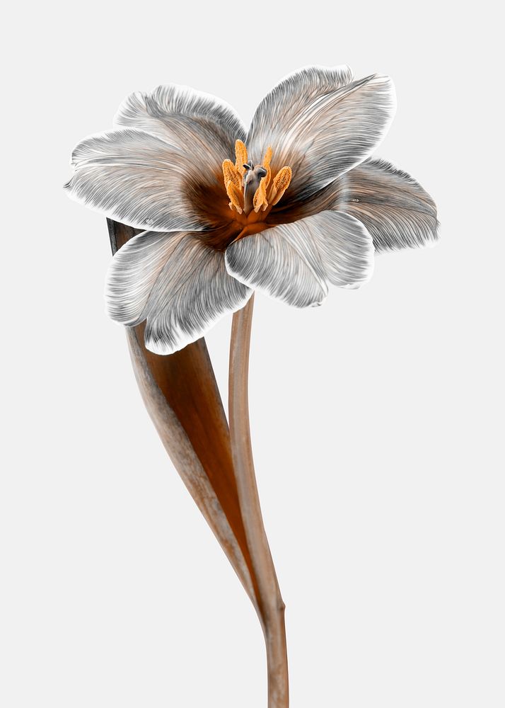 Floral poster, greige flower, botanical design