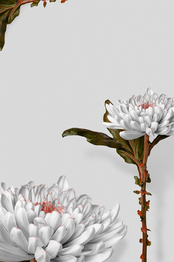 Cute chrysanthemum flower aesthetic frame background, botanical