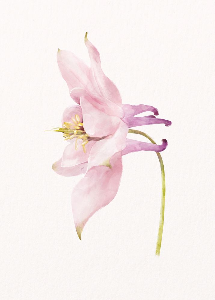 Pink columbine, watercolor flower collage element psd