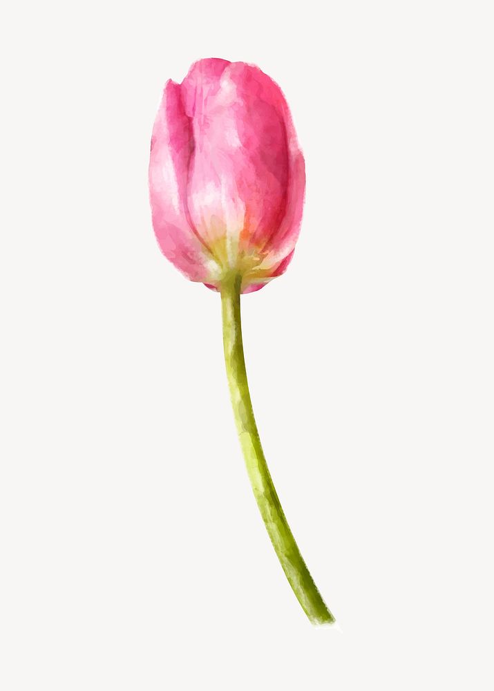 Watercolor pink tulip, flower collage element vector