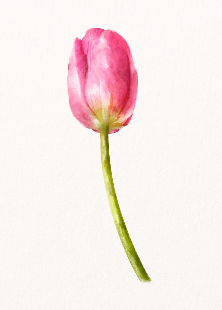 Pink tulip, watercolor flower collage element psd