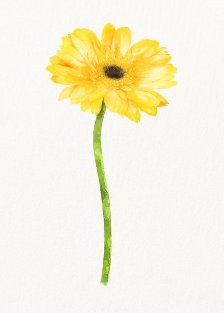Watercolor yellow gerbera flower illustration