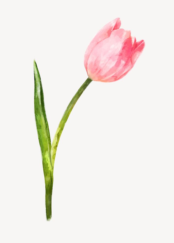 Pink tulip, watercolor flower collage element vector