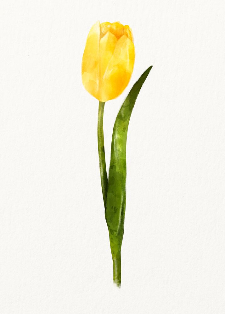 Watercolor yellow tulip flower illustration