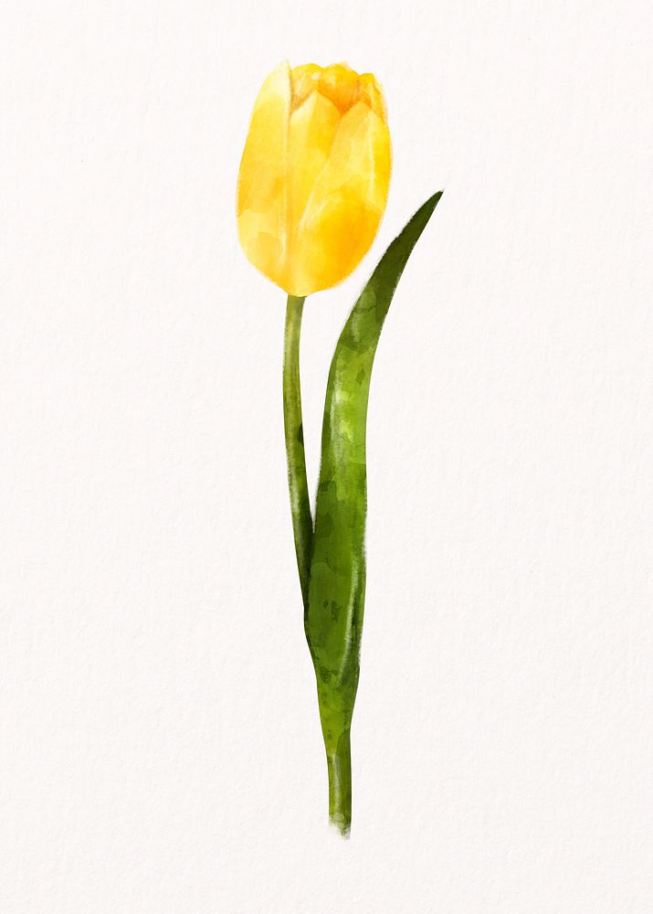 Yellow tulip, watercolor flower collage element psd