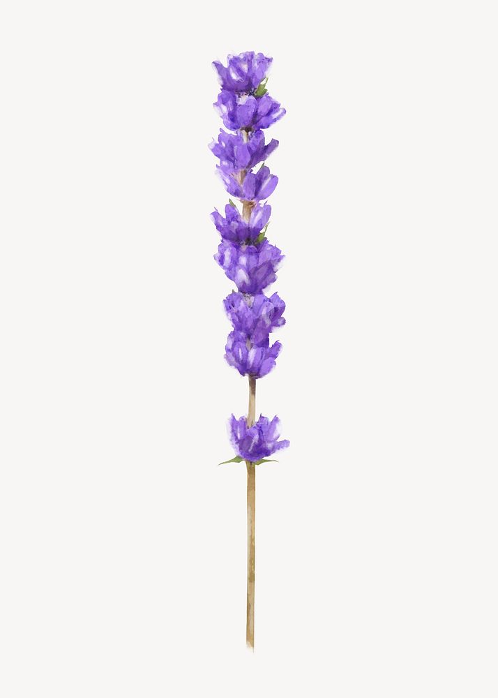 Watercolor lavender, flower collage element vector