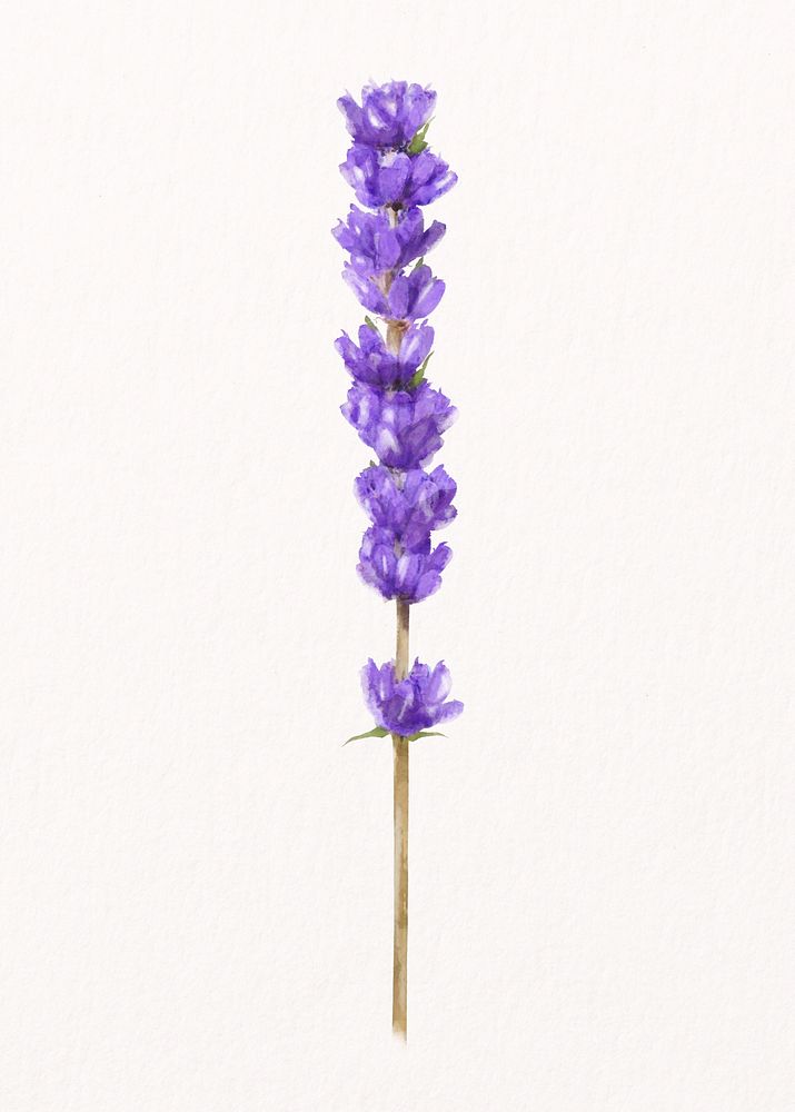 Lavender, watercolor flower collage element psd