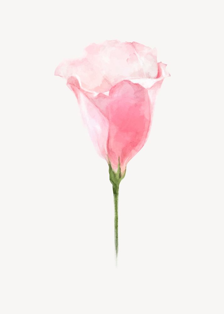 Pink flower, watercolor lisianthus collage element vector