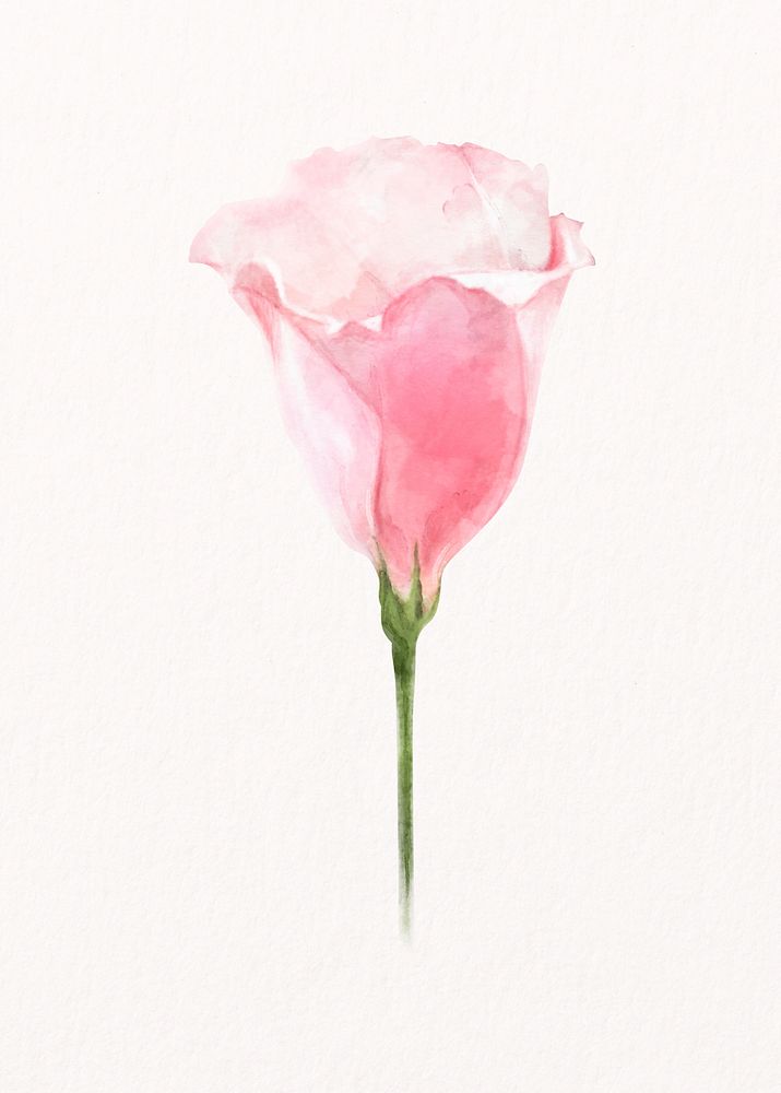 Watercolor pink lisianthus, flower collage element psd