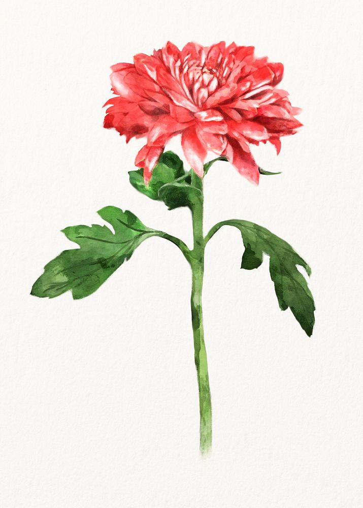 Red chrysanthemum, watercolor flower illustration
