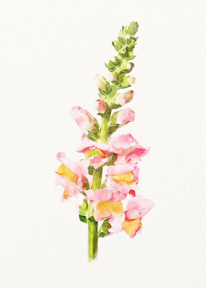 Watercolor pink snapdragon flower illustration