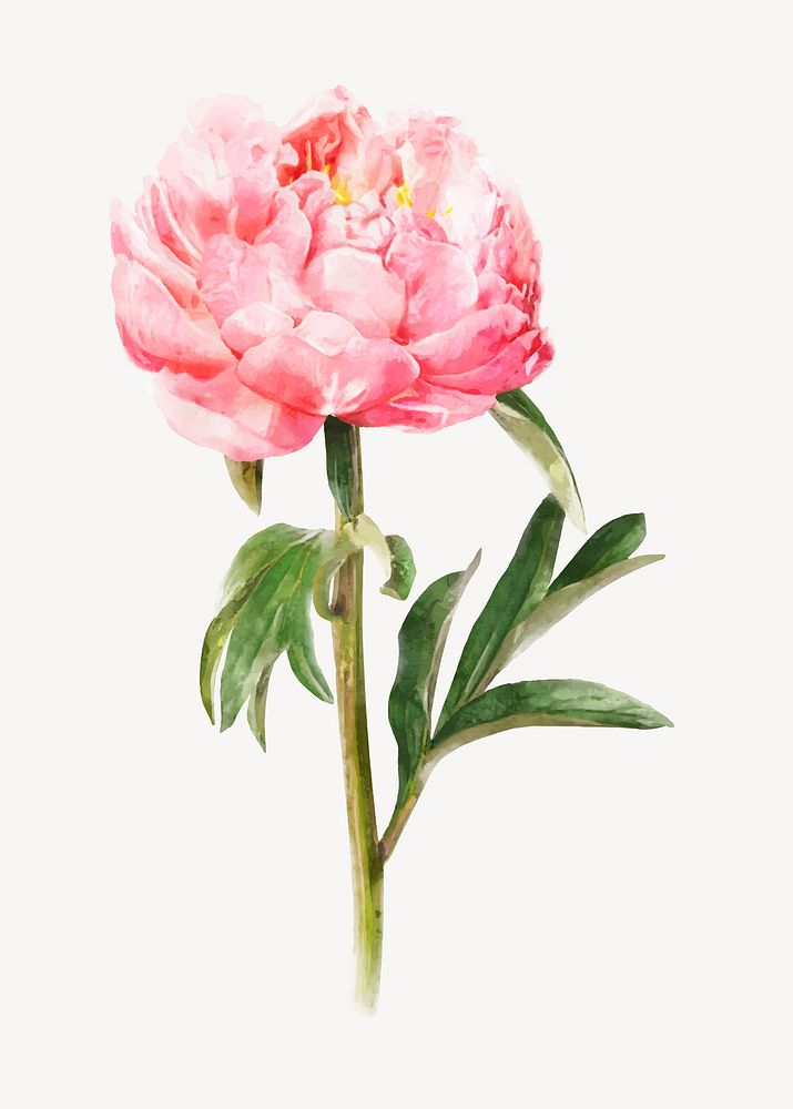 Pink peony, watercolor flower collage element vector