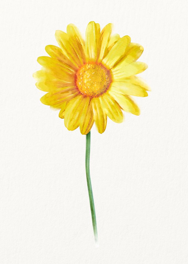 Yellow daisy, watercolor flower illustration
