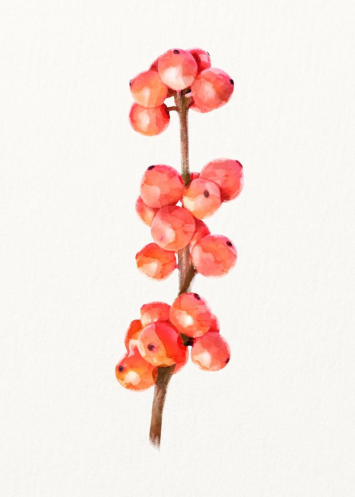 Watercolor red winterberry, plant illustration