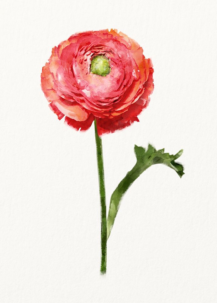 Watercolor red ranunculus flower illustration