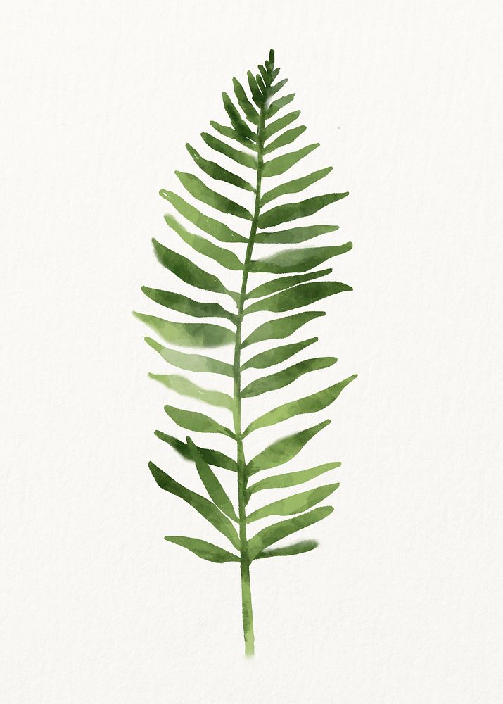 Watercolor palm leaf, botanical illustration