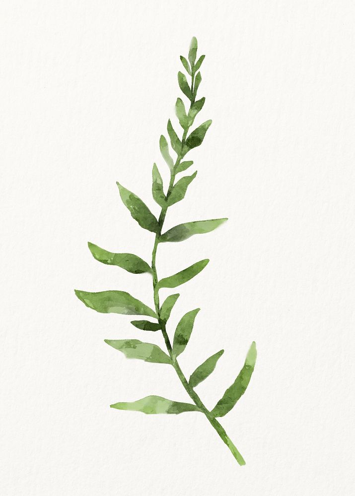 Watercolor fern leaf, green foliage illustration