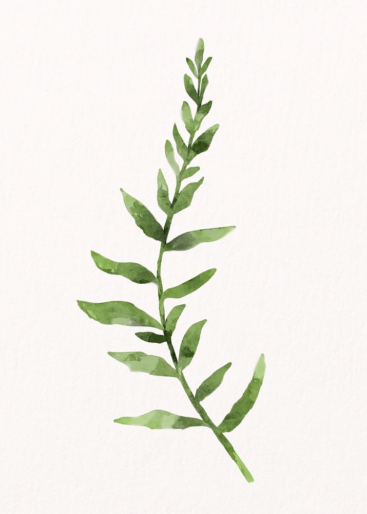 Watercolor fern leaf, plant collage element psd