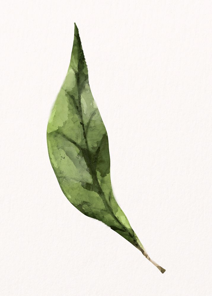 Watercolor green leaf, plant collage element psd