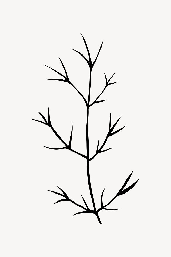 Silhouette leaf, cedar branch illustration