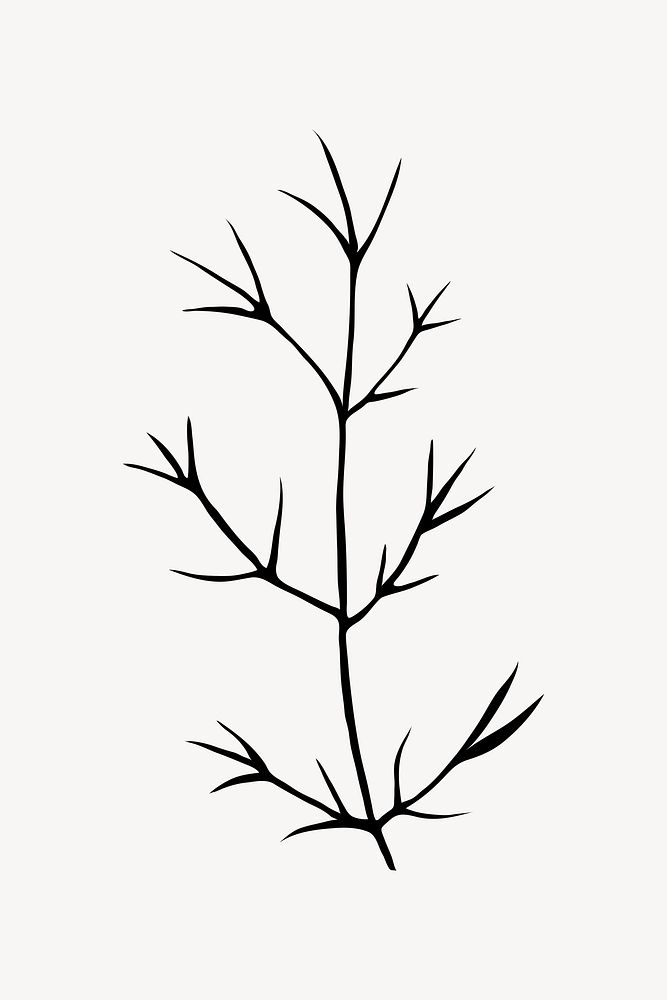 Cedar branch silhouette, plant clipart psd