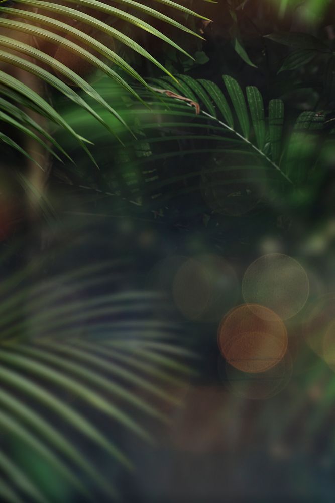 Palm leaves in a jungle