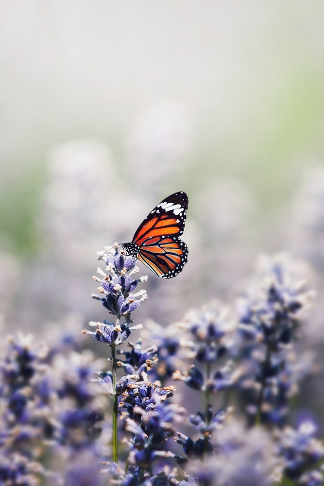 Monarch butterfly on the lavender stamen