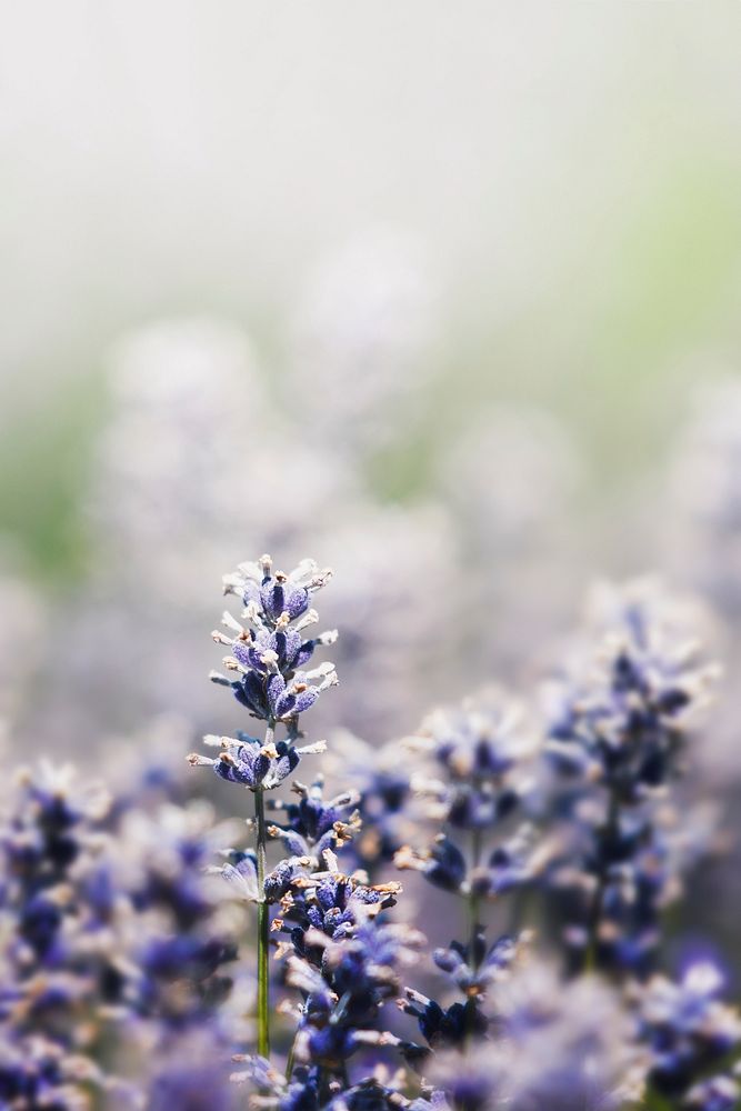 Purple lavender in a field macro shot
