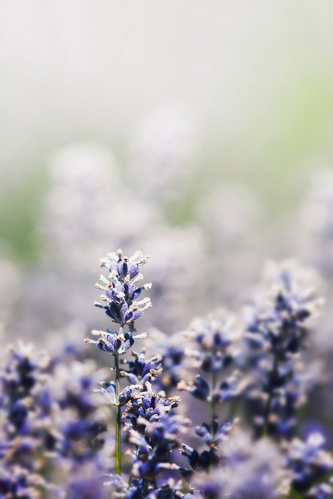 Purple Lavender In A Field 