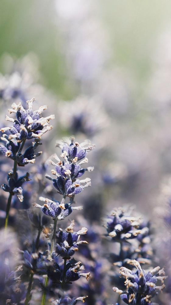 Lavender phone background wallpaper close up, aesthetic HD nature image