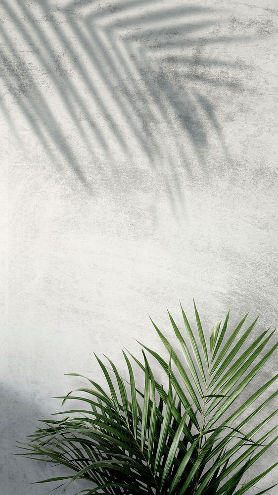 Areca palm shadows on a gray wall