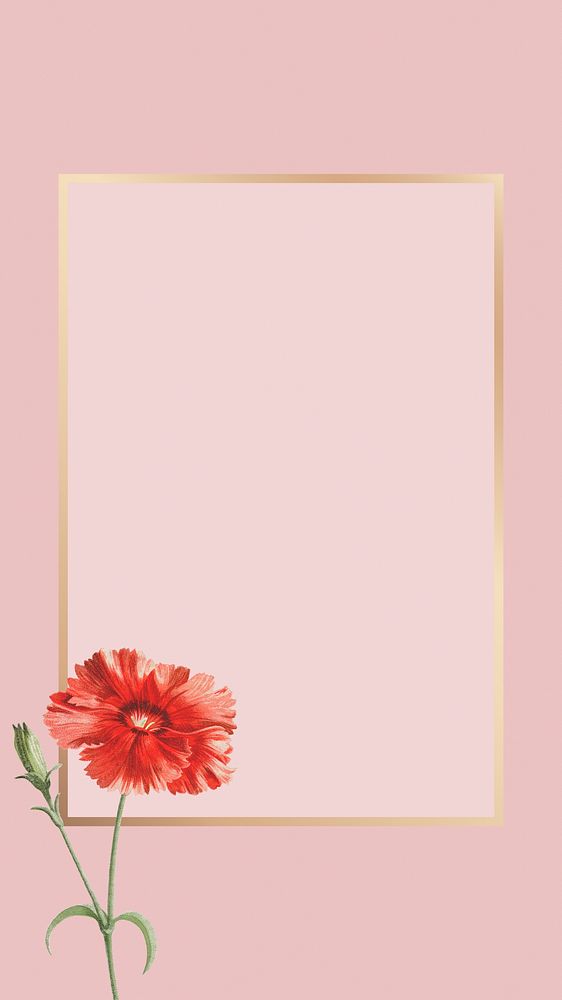 Orange carnation flower on pink background illustration