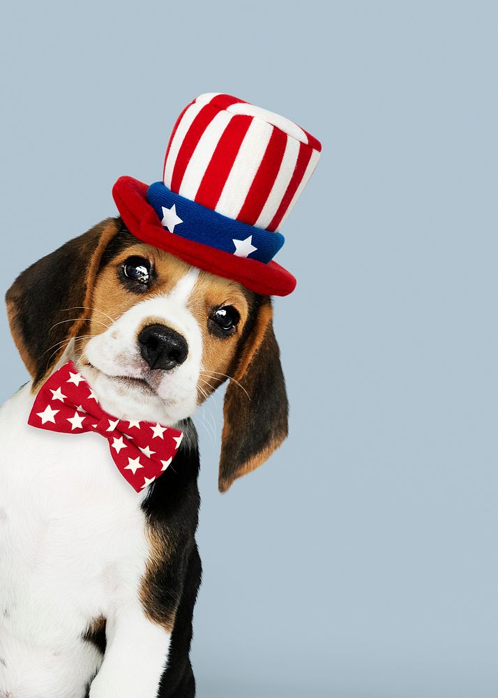 Happy labor day from cute Beagle in Uncle Sam hat