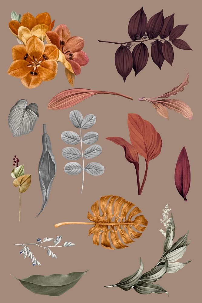 Tropical leaves collection vector set