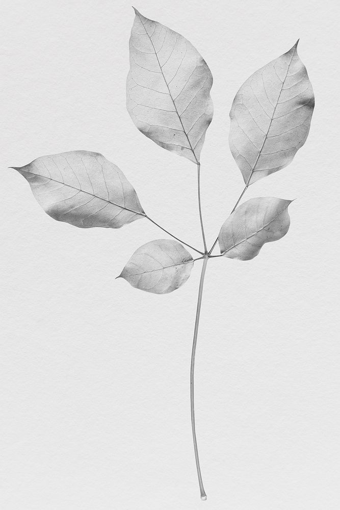 Branch of silver leaves pattern background illustration
