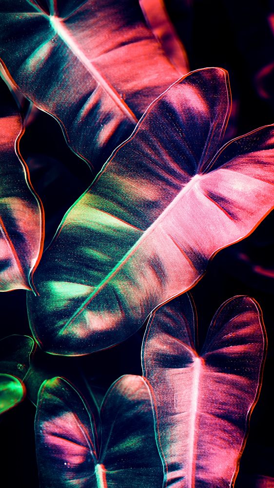 Anthurium leaves mobile screen wallpaper
