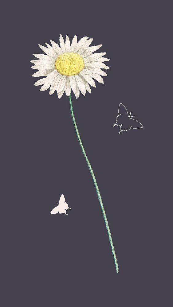 Daisy and butterflies in the night vector