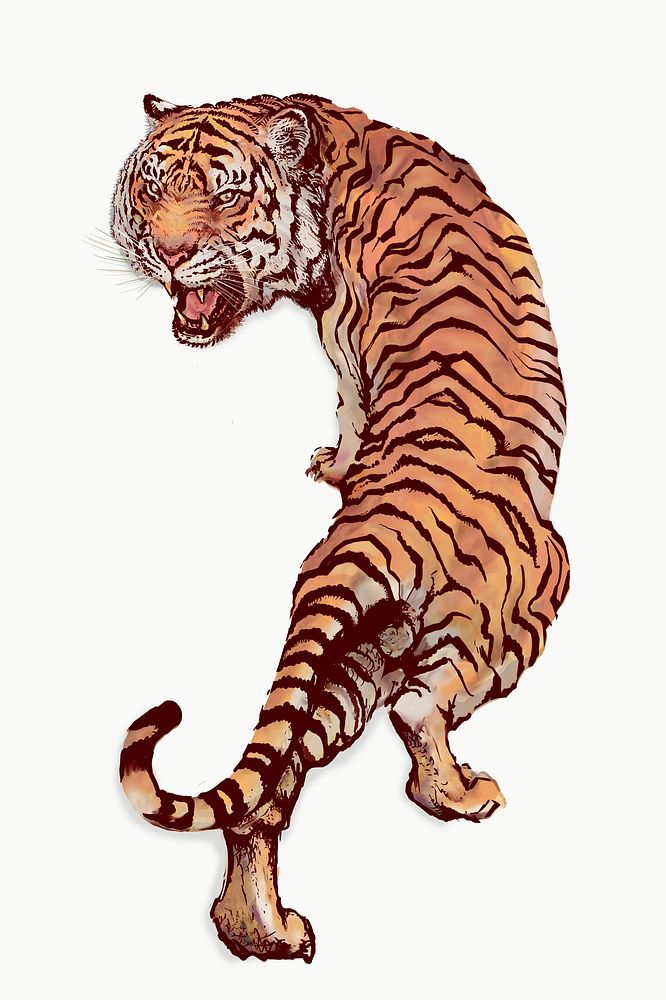 Hand drawn roaring tiger illustration on an off white background