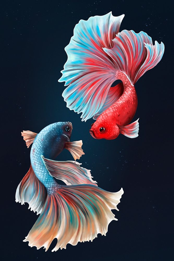 Betta fishes on a midnight blue background design resource