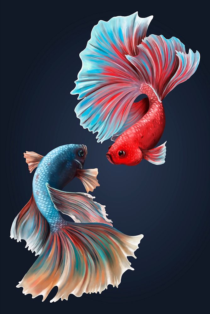 Betta fishes on a midnight blue background vector
