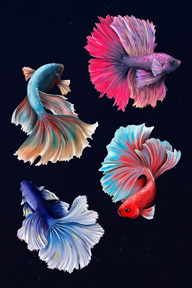 Beautiful betta fish collection design resource