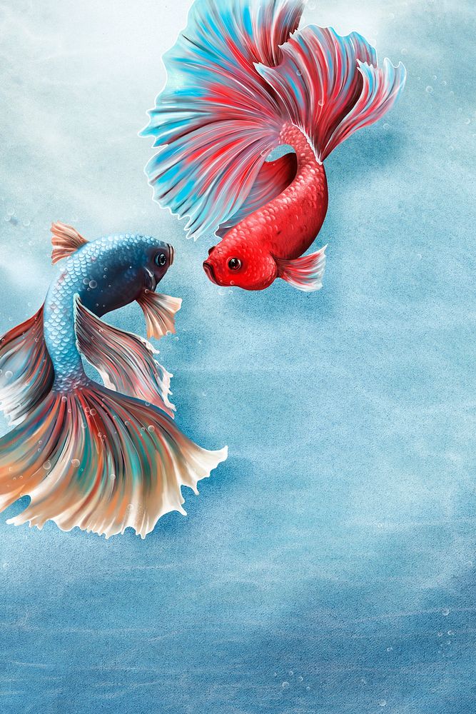 Colorful betta fishes on a sky blue background 