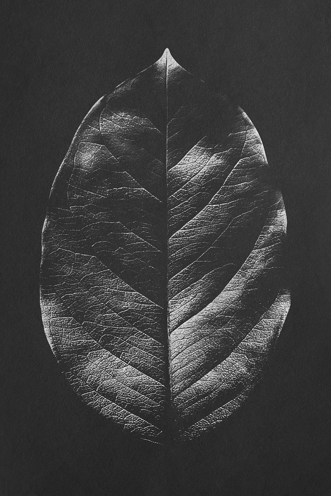Dried leaf texture on black background design resource