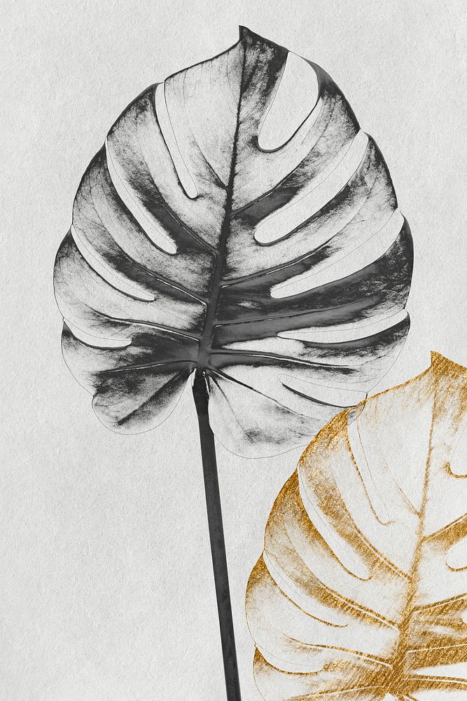 Silver and golden monstera leaf design resource 