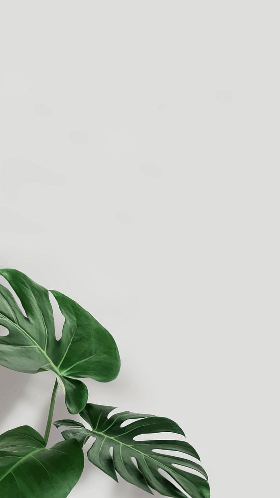 Green monstera leaves with copy space vector