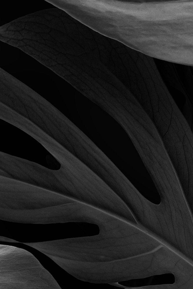 Black Monstera Deliciosa leaves design resource